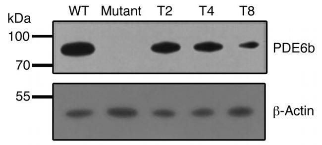 PDE6B Antibody