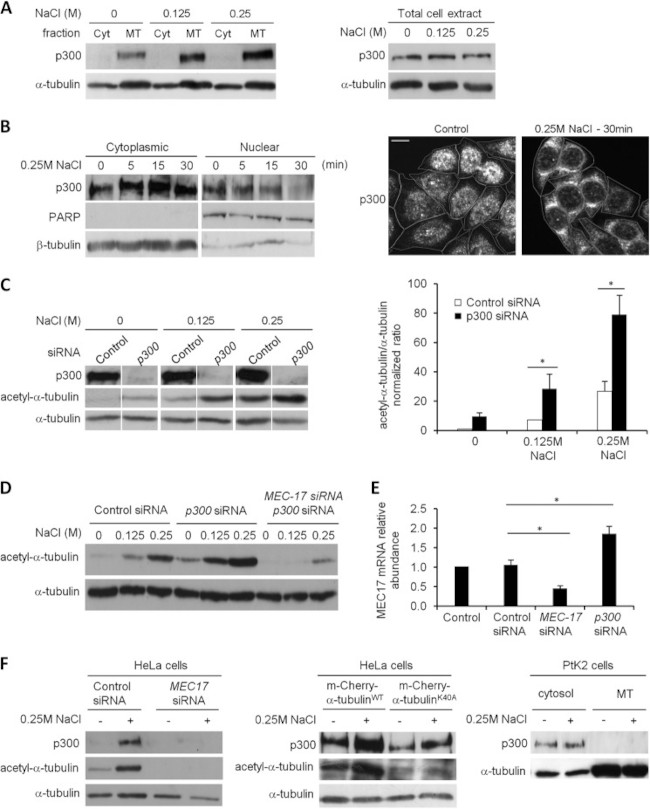 p300 Antibody