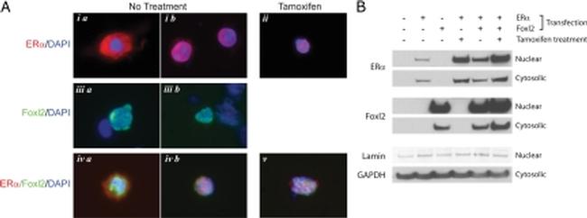 FOXL2 Antibody