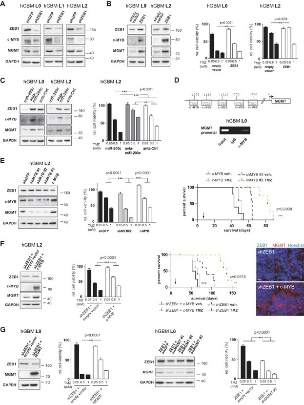 MGMT Antibody