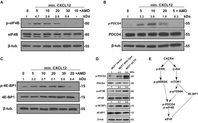 Phospho-eIF4B (Ser422) Antibody