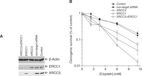 ERCC1 Antibody