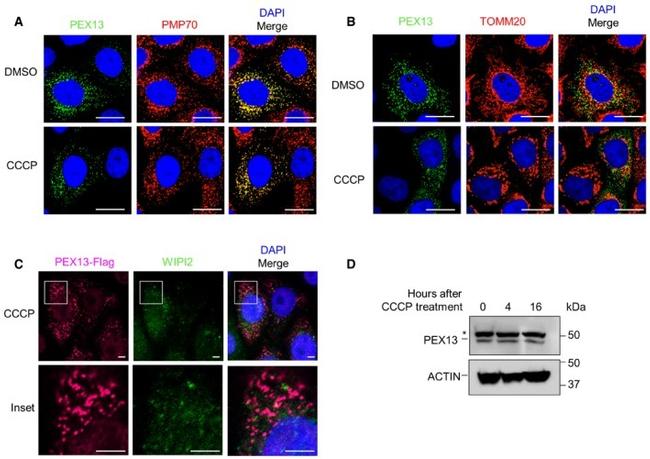 PMP70 Antibody