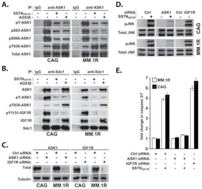 ASK1 Antibody