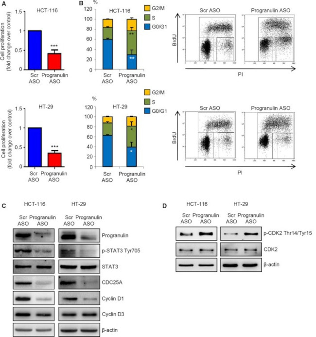 Granulins Antibody