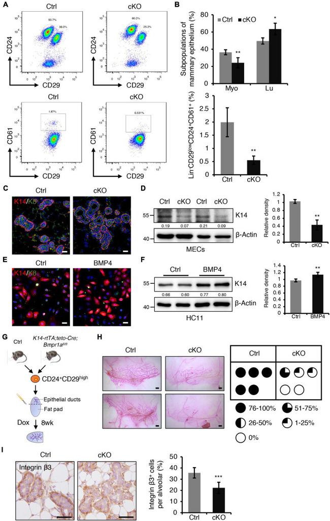 CD24 Antibody in Flow Cytometry (Flow)