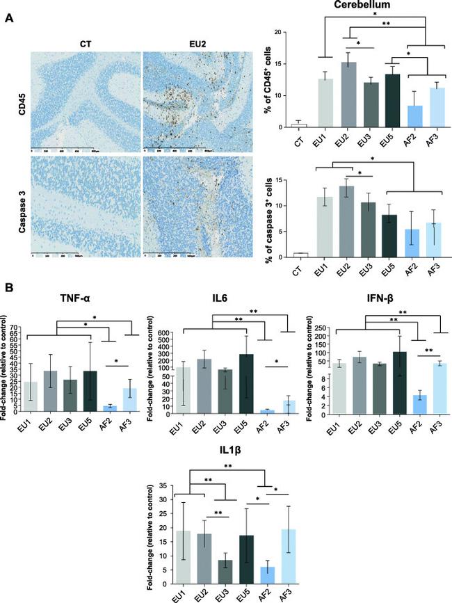 CD45 Antibody in Immunohistochemistry (IHC)