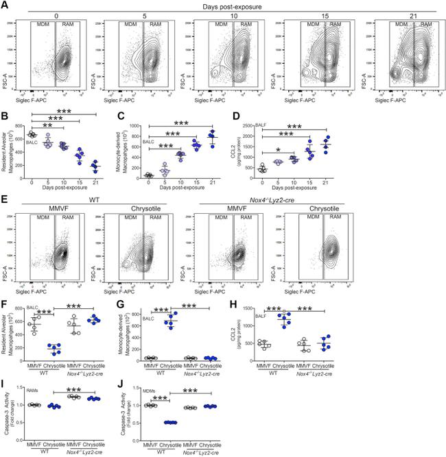 CD45 Antibody in Flow Cytometry (Flow)