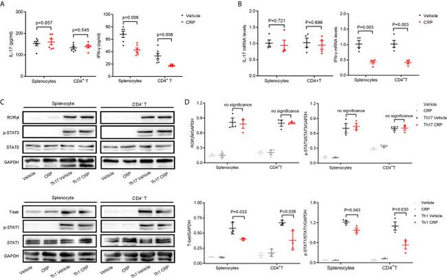 T-bet Monoclonal Antibody (eBio4B10 (4B10)), Alexa Fluor™ 488 (53 