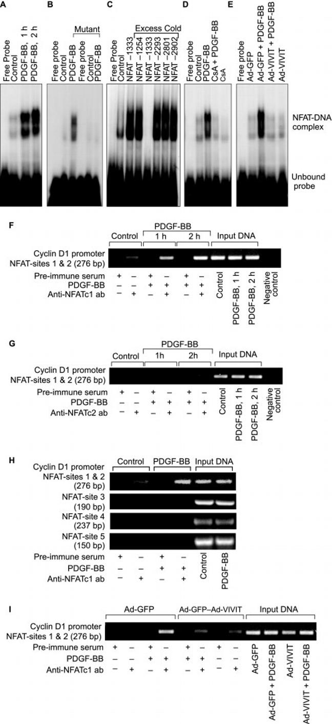 NFATC1 Antibody in ChIP Assay (ChIP)