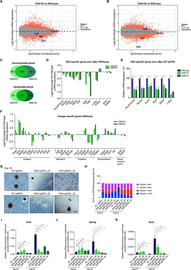 OCT3/4 Antibody in Flow Cytometry (Flow)