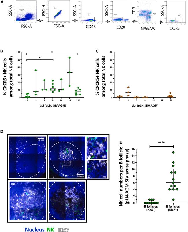 CD185 (CXCR5) Monoclonal Antibody (MU5UBEE) (14-9185-82)