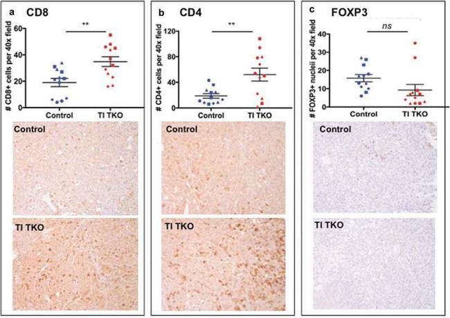 CD4 Antibody in Immunohistochemistry (IHC)