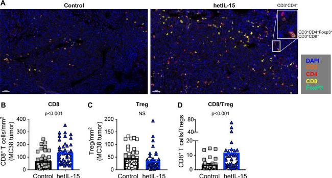 CD4 Antibody in Immunohistochemistry (IHC)