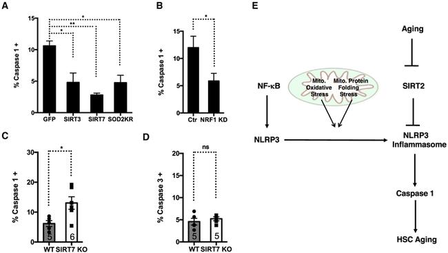 Caspase 1 Antibody in Flow Cytometry (Flow)