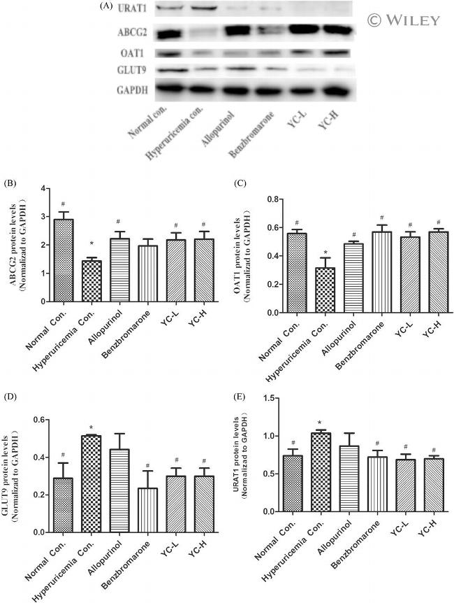 SLC22A12 Antibody in Western Blot (WB)