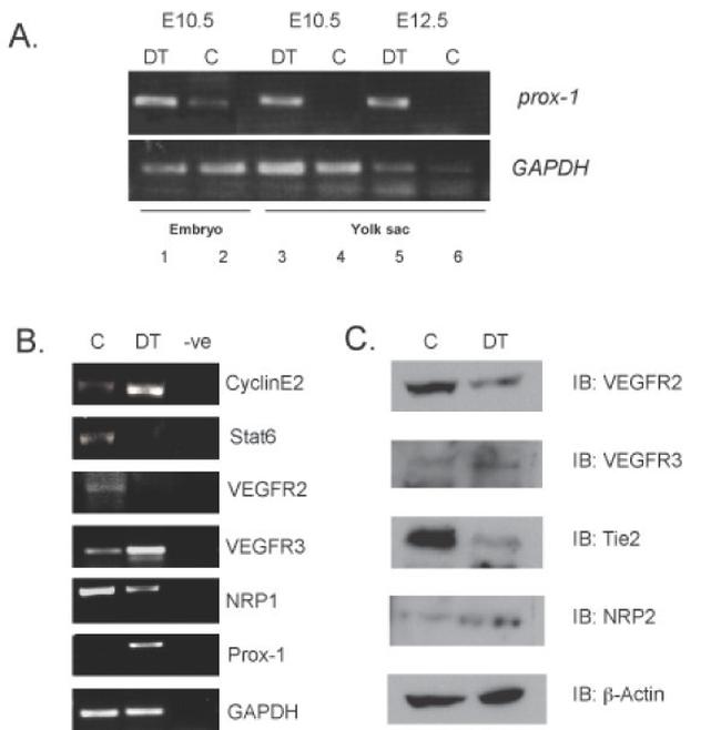 VEGF Receptor 3 Antibody in Western Blot (WB)