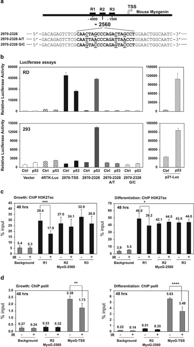 Phospho-RNA pol II CTD (Ser5) Antibody in ChIP Assay (ChIP)