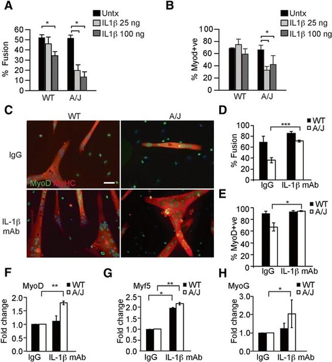 IL-1 beta Antibody in Neutralization (Neu)