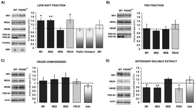 NMDAR1 Antibody in Western Blot (WB)