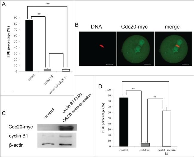 Myc Tag Antibody in Immunocytochemistry (ICC/IF)