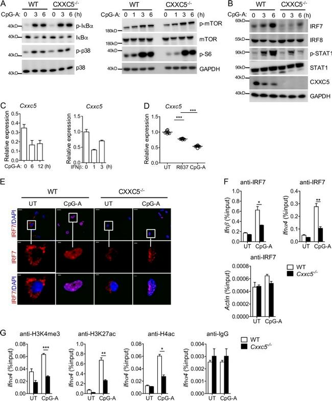 IRF7 Antibody in ChIP Assay (ChIP)