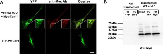 Myc Tag Antibody in Western Blot (WB)