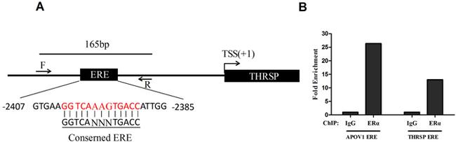 Estrogen Receptor alpha Antibody in ChIP Assay (ChIP)