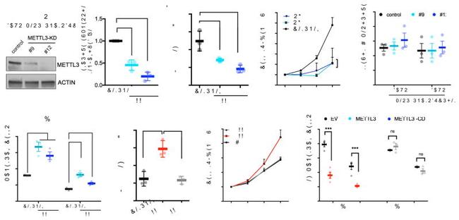 CD11b Antibody in Flow Cytometry (Flow)