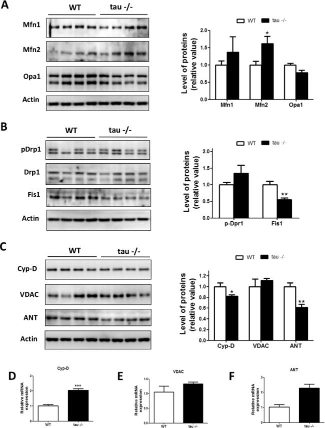 OPA1 Antibody in Western Blot (WB)