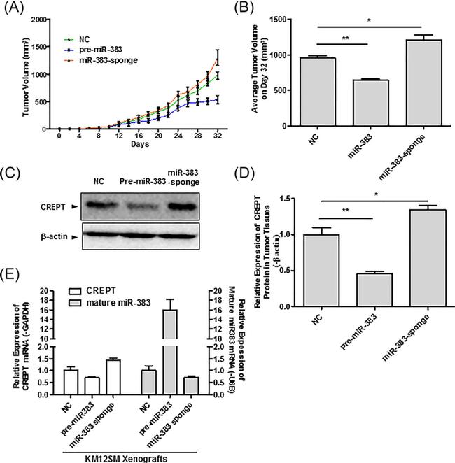 RPRD1B Antibody in Western Blot (WB)