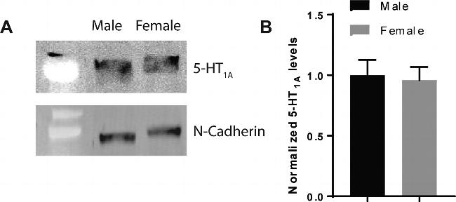 HTR1A Antibody in Western Blot (WB)