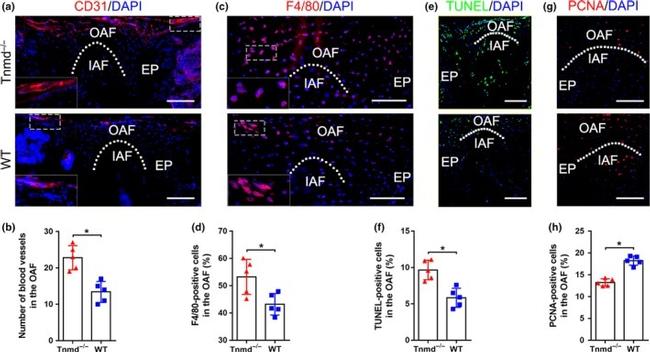 PCNA Antibody in Immunohistochemistry (IHC)