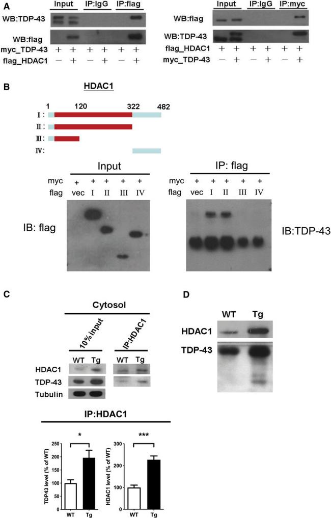 HDAC1 Antibody in Western Blot (WB)