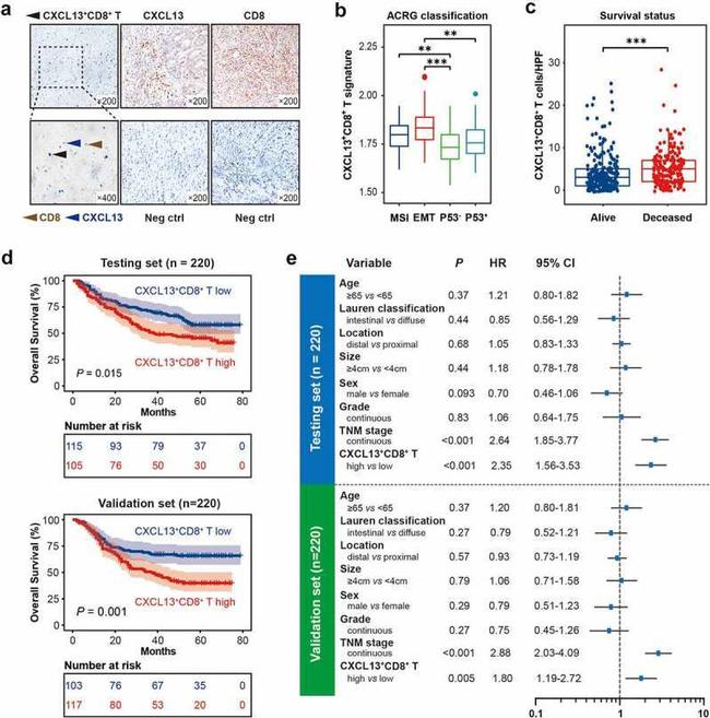 CXCL13 Antibody in Immunohistochemistry (IHC)