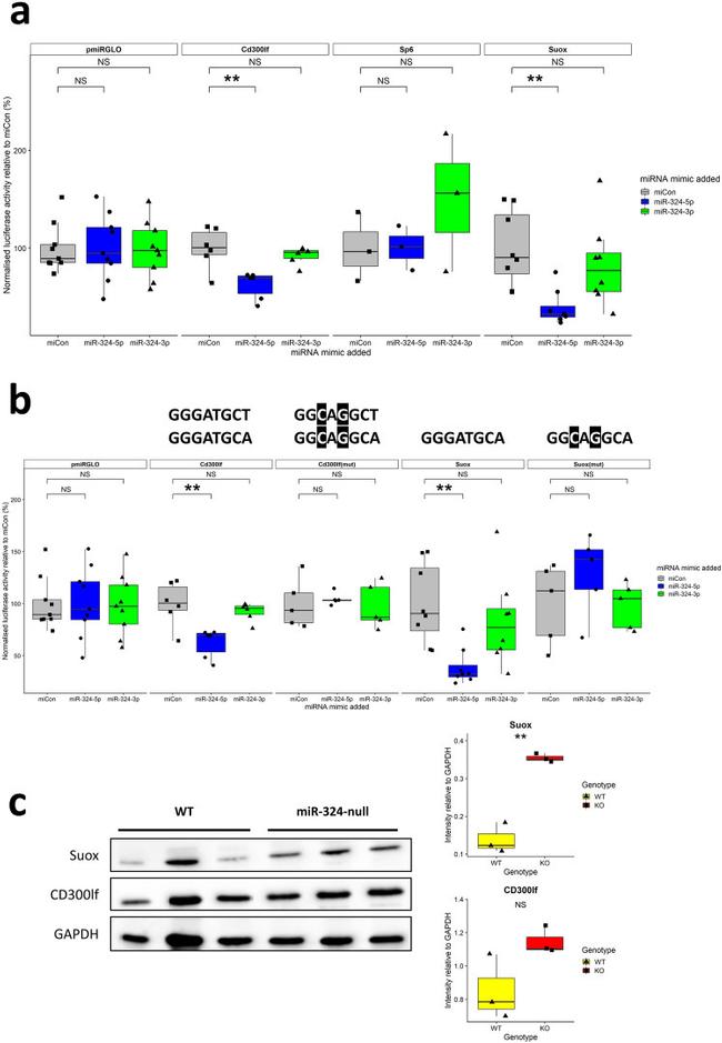 SUOX Antibody in Western Blot (WB)