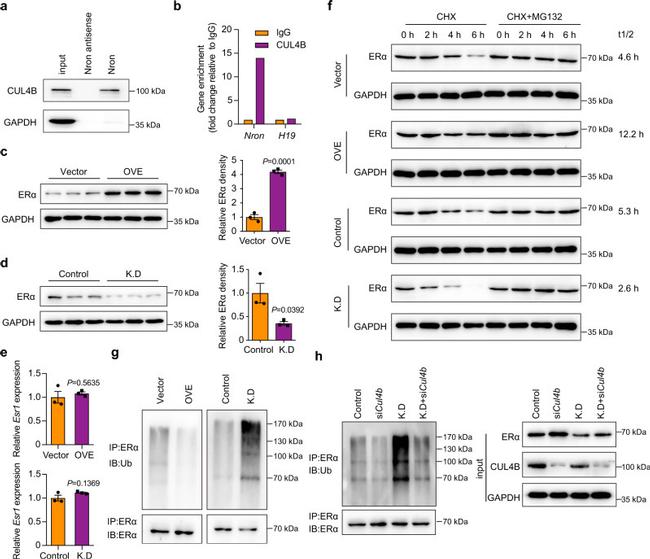 Estrogen Receptor alpha Antibody in Western Blot, Immunoprecipitation (WB, IP)