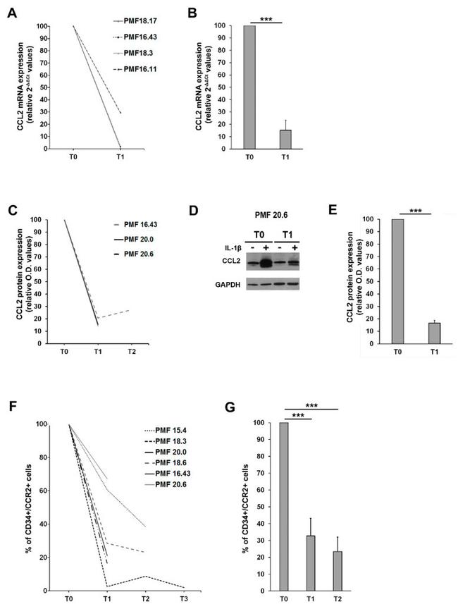 MCP-1 Antibody in Western Blot (WB)