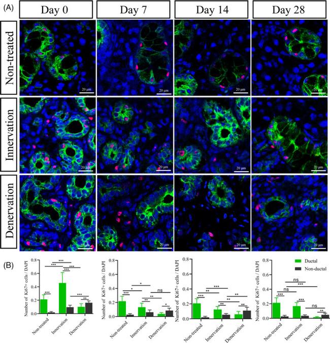 Cytokeratin 7 Antibody in Immunohistochemistry (IHC)