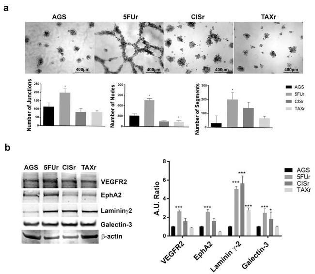 VEGF Receptor 2 Antibody in Western Blot (WB)