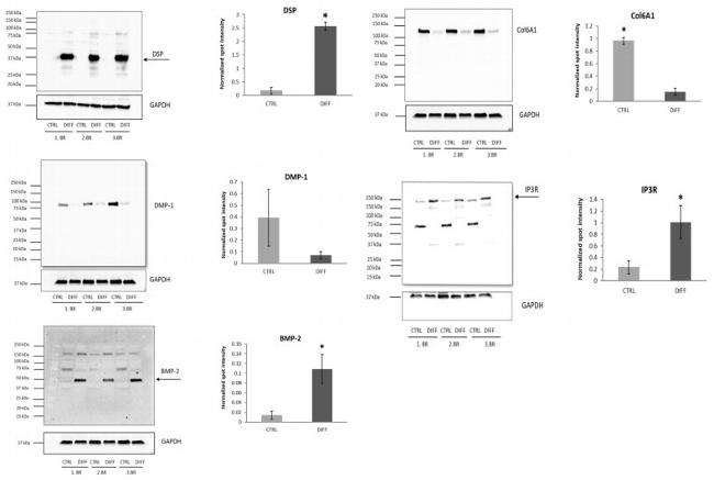 DMP1 Antibody in Western Blot (WB)