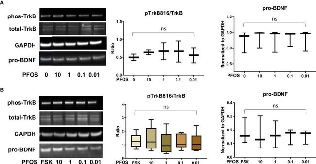 proBDNF Antibody in Western Blot (WB)