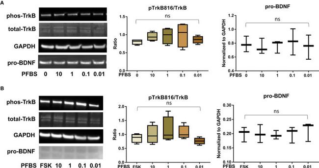 proBDNF Antibody in Western Blot (WB)