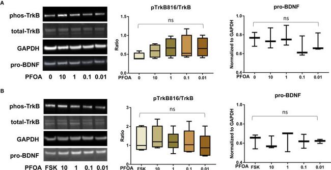 proBDNF Antibody in Western Blot (WB)