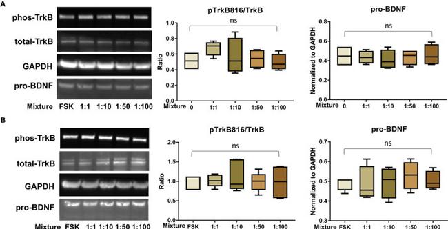 proBDNF Antibody in Western Blot (WB)