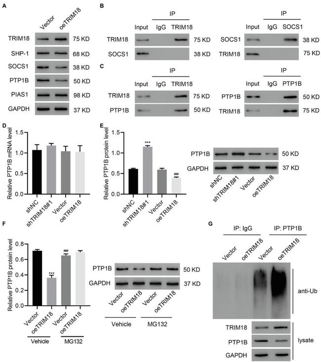 MID1 Antibody in Immunoprecipitation (IP)