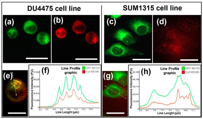 P-Glycoprotein Antibody in Immunocytochemistry (ICC/IF)