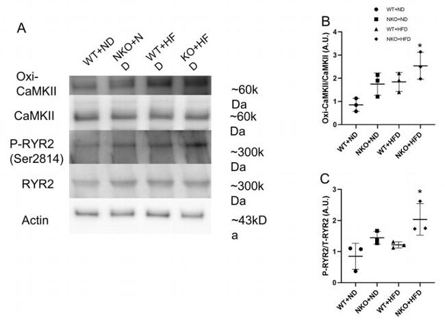 RyR2 Antibody in Western Blot (WB)