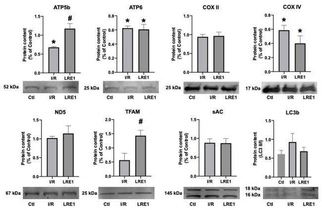 COX4 Antibody in Western Blot (WB)