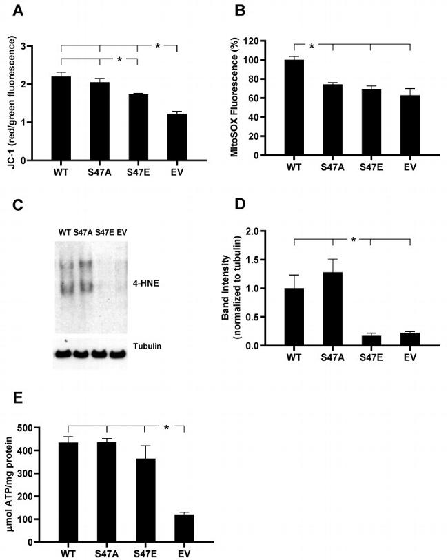 4-Hydroxynonenal Antibody in Western Blot (WB)